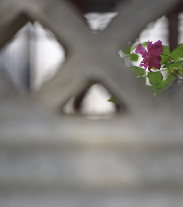 blur-no-person-flower-still-life-daylight 图片素材
