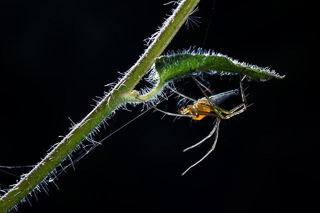 insect-invertebrate-spider-no-person-nature 图片素材