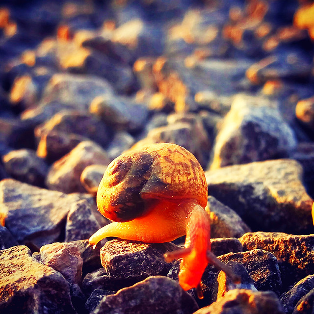 no-person-nature-food-outdoors-water 图片素材