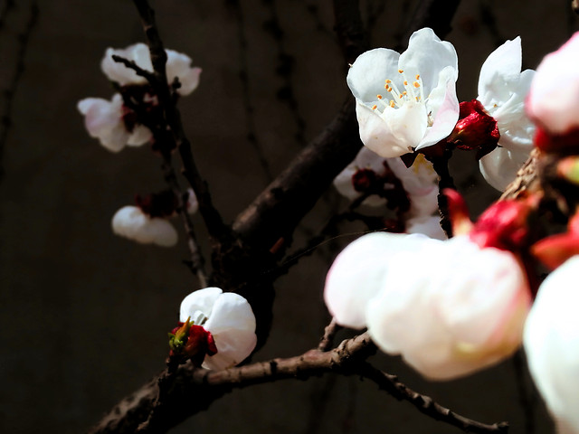 no-person-festival-winter-flower-white picture material