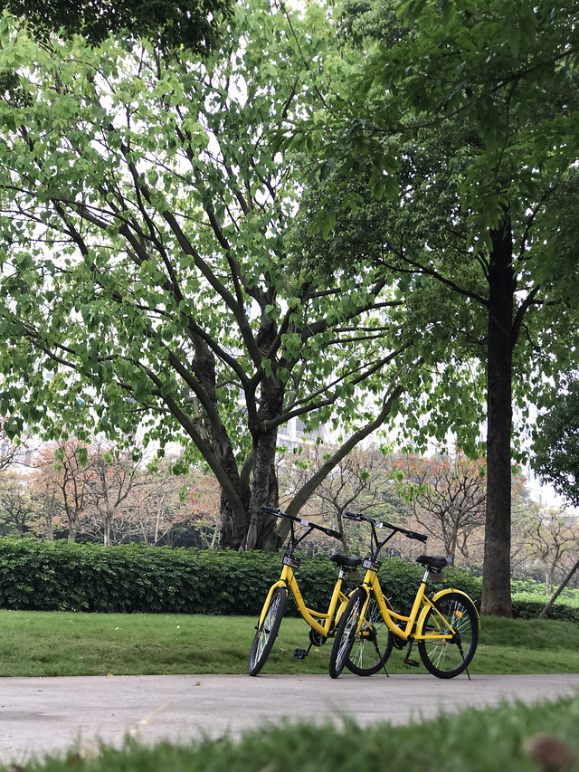 tree-road-landscape-land-vehicle-environment 图片素材