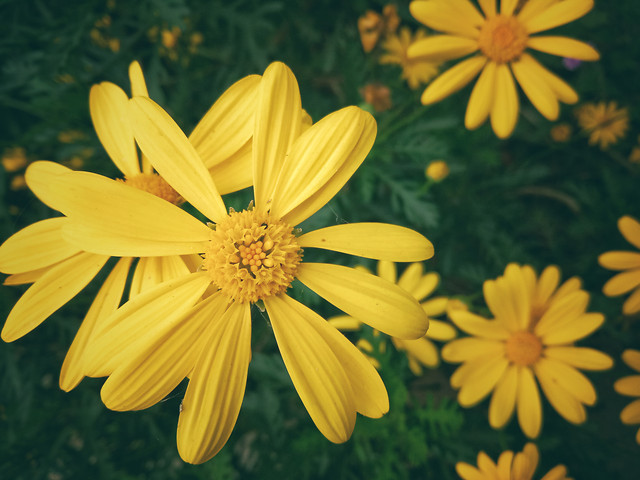 flower-no-person-nature-summer-yellow 图片素材