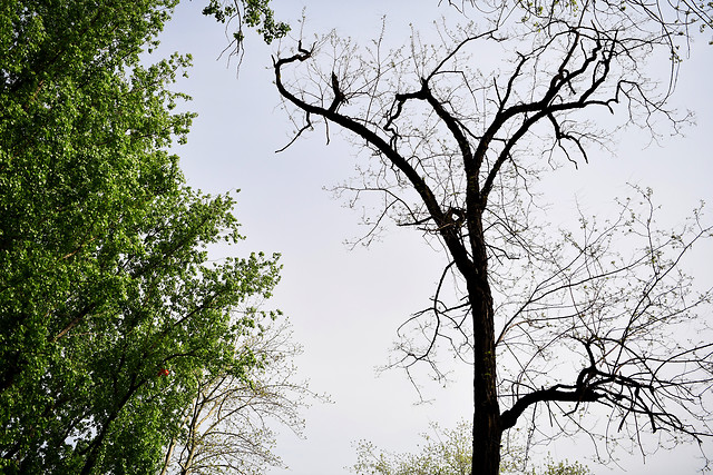 tree-branch-wood-landscape-leaf picture material