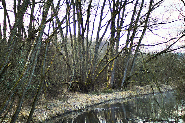 tree-wood-landscape-nature-no-person picture material