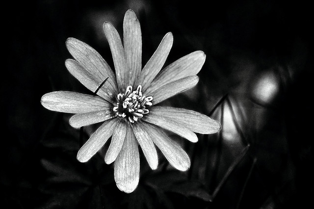 no-person-flower-nature-flora-white 图片素材
