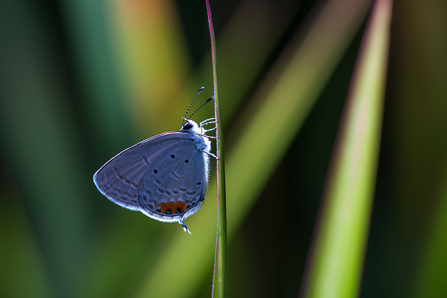 butterfly-insect-nature-no-person-lycaenid picture material