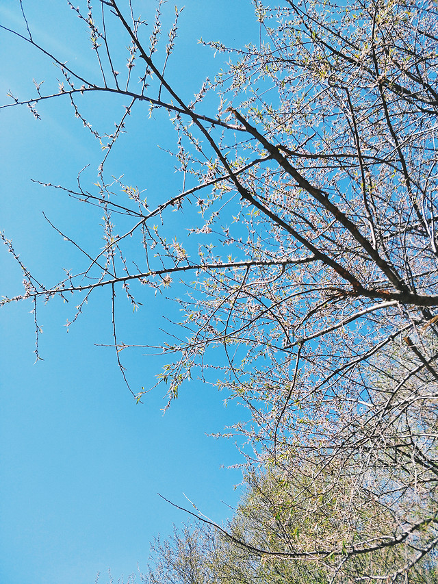 tree-branch-winter-nature-no-person picture material