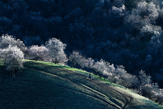 no-person-landscape-tree-nature-sky picture material