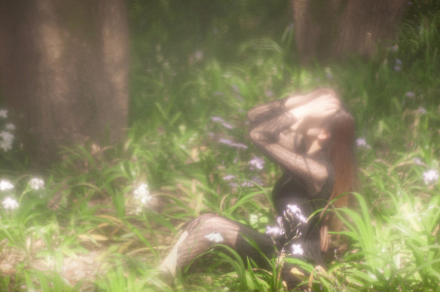 wood-nature-environment-grass-tree 图片素材