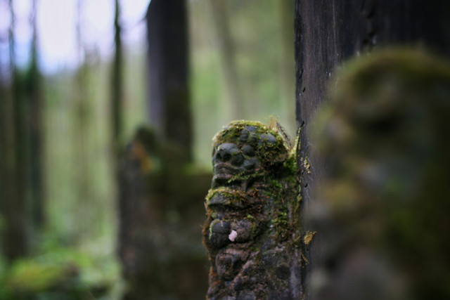 wood-tree-moss-nature-outdoors picture material