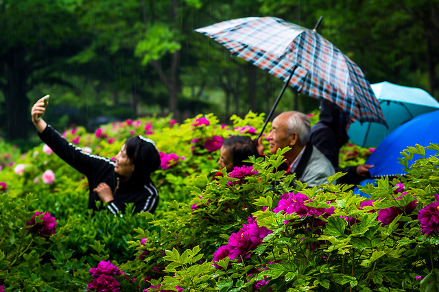 flower-plant-nature-people-outdoors picture material