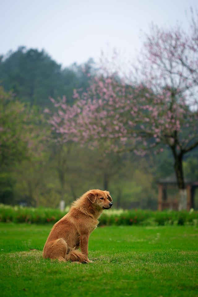 grass-nature-tree-landscape-flower picture material