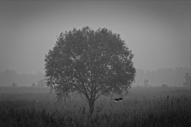 fog-landscape-tree-mist-dawn picture material