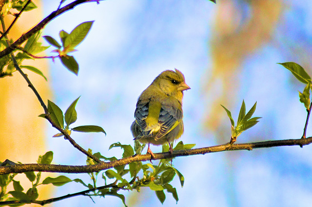 bird-nature-no-person-tree-leaf 图片素材