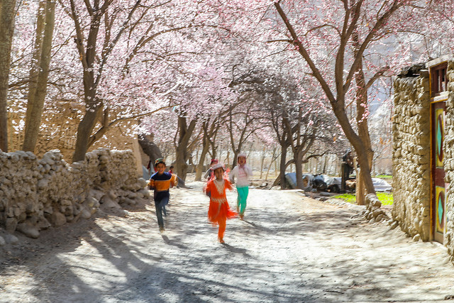 tree-winter-snow-season-road picture material