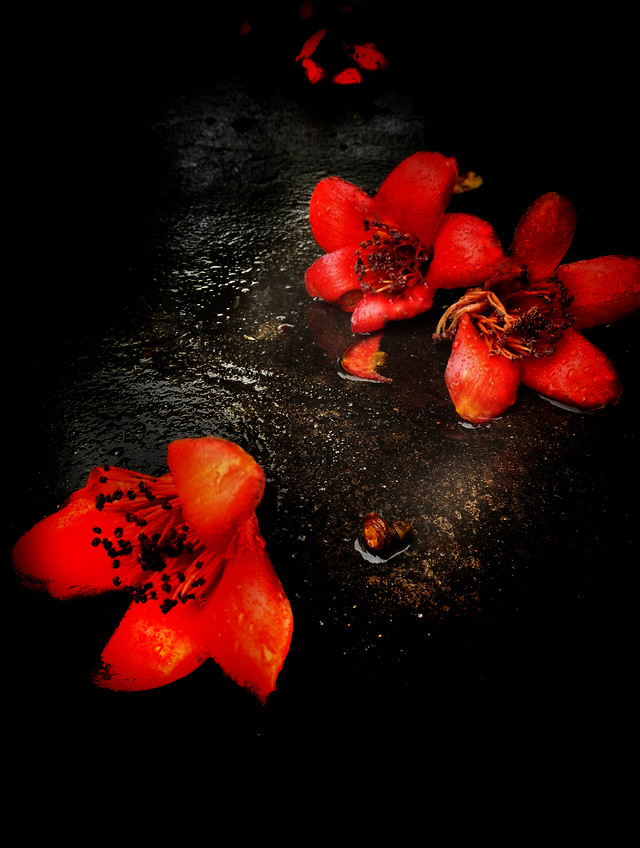 no-person-flower-still-life-one-love 图片素材