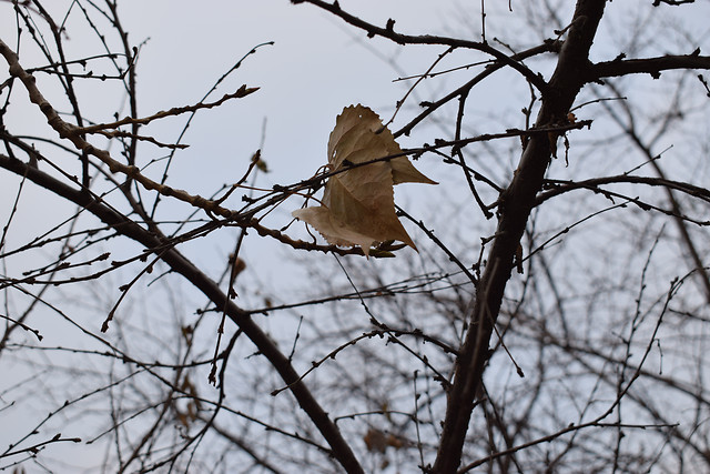 tree-winter-nature-bird-branch 图片素材