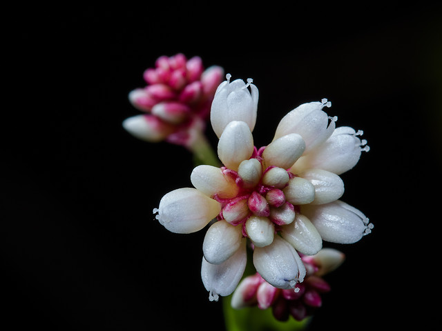 flower-nature-no-person-flora-color 图片素材