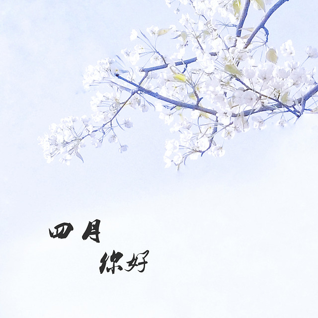 branch-tree-season-nature-flower 图片素材