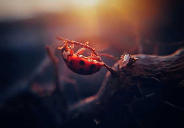 no-person-insect-invertebrate-flame-biology 图片素材