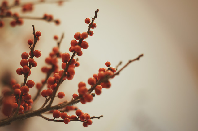 no-person-winter-nature-blur-red picture material