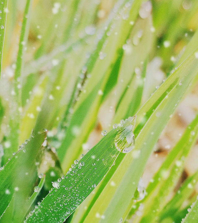 dew-rain-grass-leaf picture material