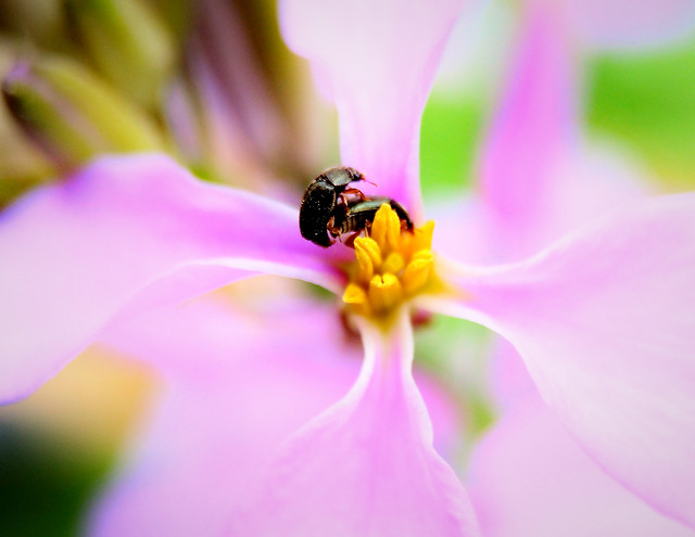insect-nature-flower-pollen-summer picture material