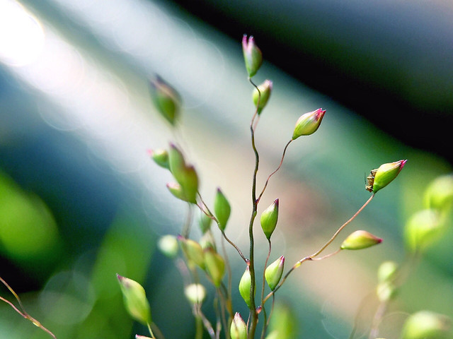 leaf-nature-flora-flower-growth 图片素材