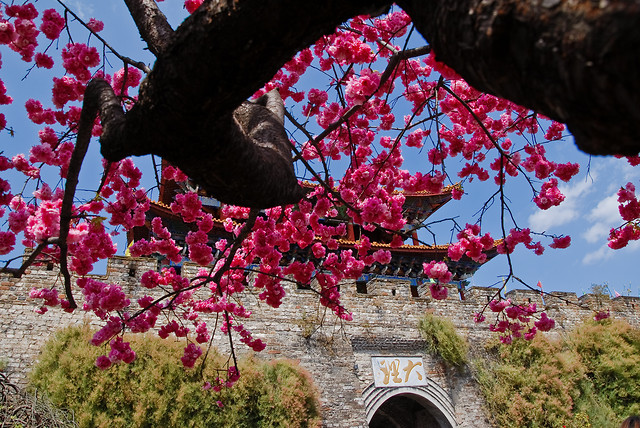 tree-flower-garden-branch-plant 图片素材