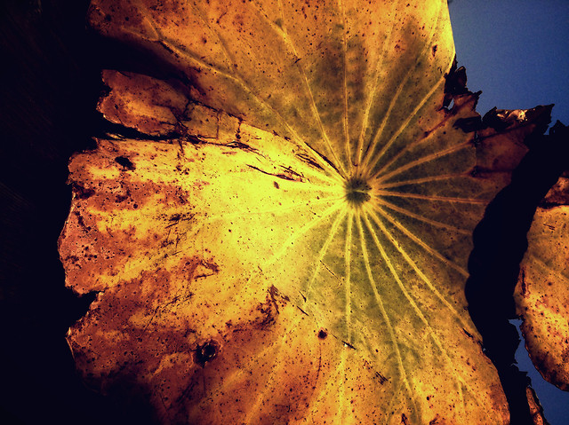 no-person-fall-texture-abstract-leaf 图片素材