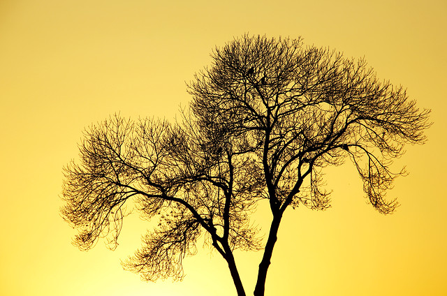 tree-sky-branch-silhouette-dawn 图片素材