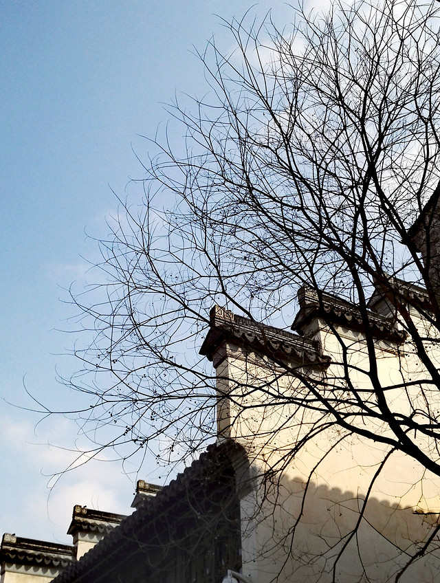 sky-branch-tree-no-person-winter 图片素材