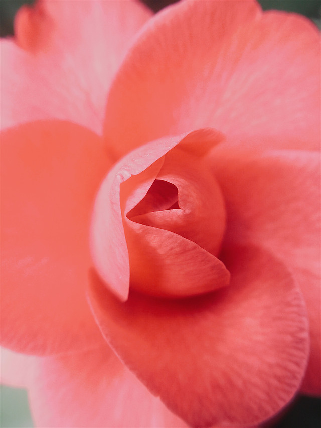 flower-nature-no-person-petal-flora picture material
