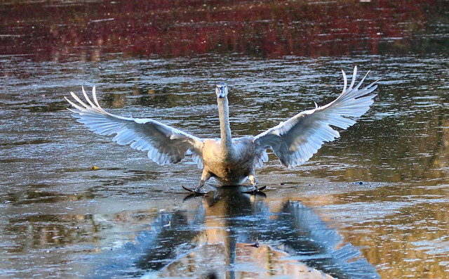 bird-water-wildlife-nature-animal picture material