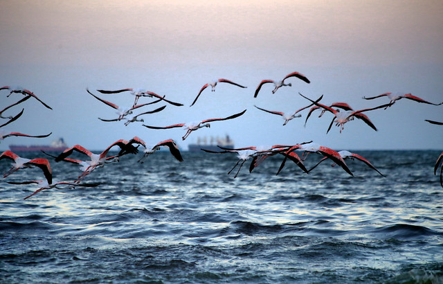 bird-water-sea-ocean-nature picture material