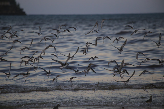 water-beach-sea-bird-ocean 图片素材