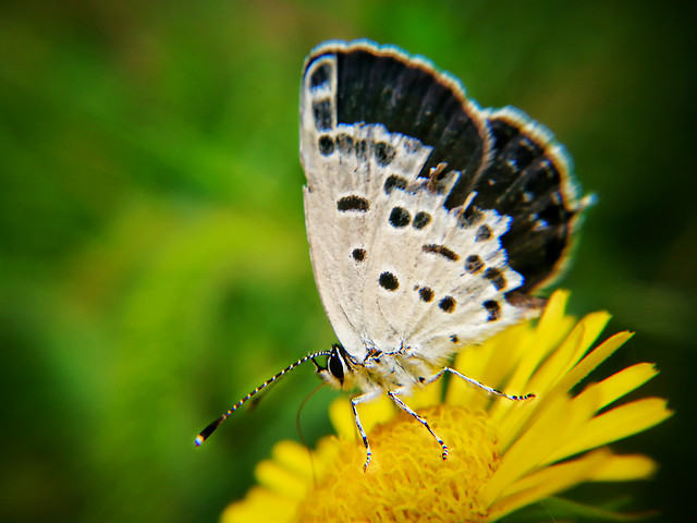 butterfly-nature-insect-animal-wildlife 图片素材