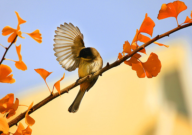 no-person-nature-flower-bird-leaf 图片素材