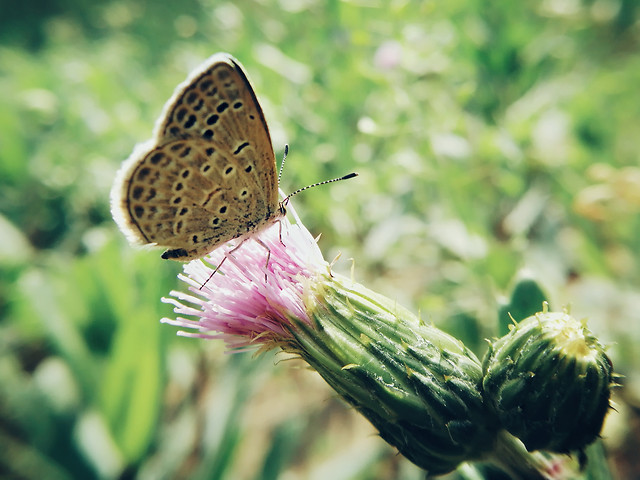 nature-butterfly-summer-no-person-insect picture material