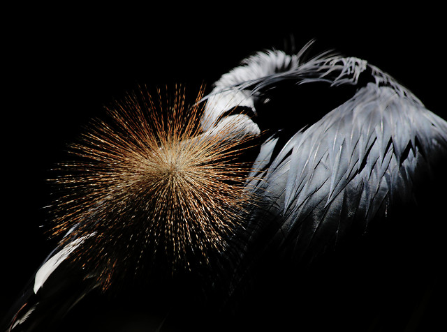 no-person-fireworks-bird-festival-feather picture material