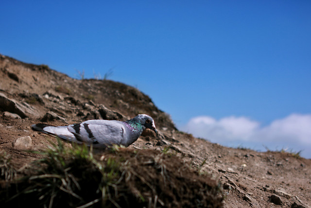 nature-outdoors-no-person-bird-landscape 图片素材