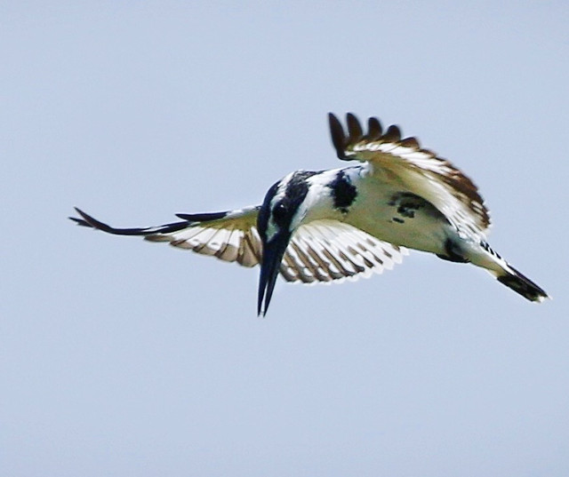 bird-wildlife-nature-animal-flight picture material