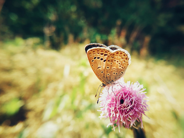 nature-summer-butterfly-flower-outdoors 图片素材