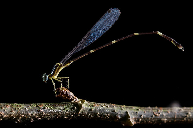 insect-invertebrate-no-person-dragonfly-one picture material