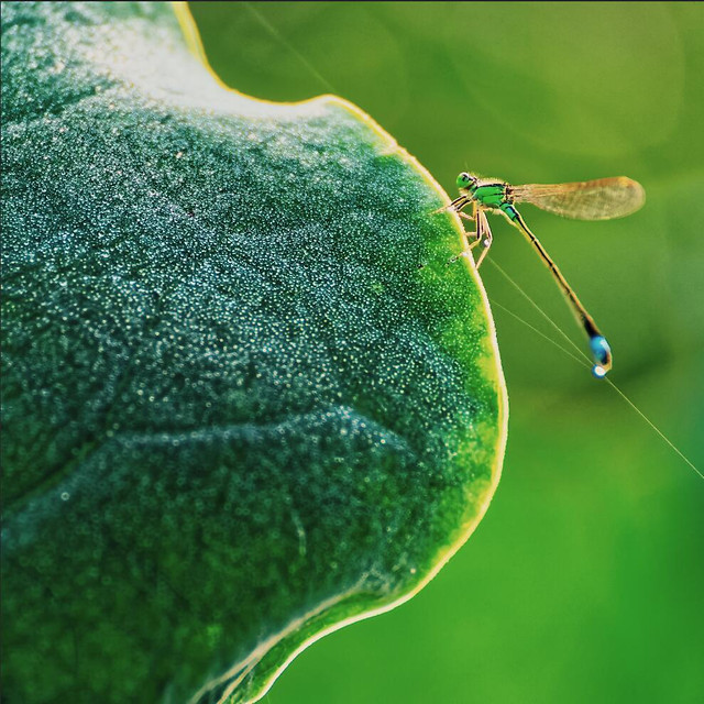 nature-leaf-flora-garden-environment picture material