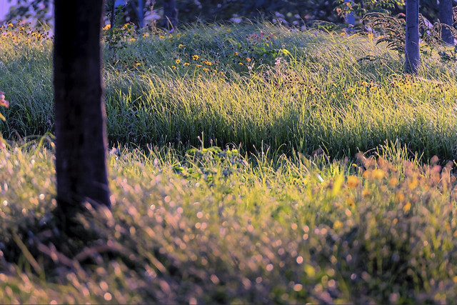 flower-nature-landscape-grass-outdoors picture material