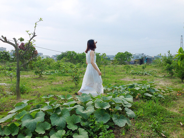 flower-agriculture-field-tree-grass 图片素材