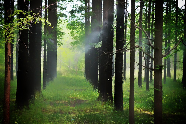 wood-no-person-mist-tree-landscape picture material