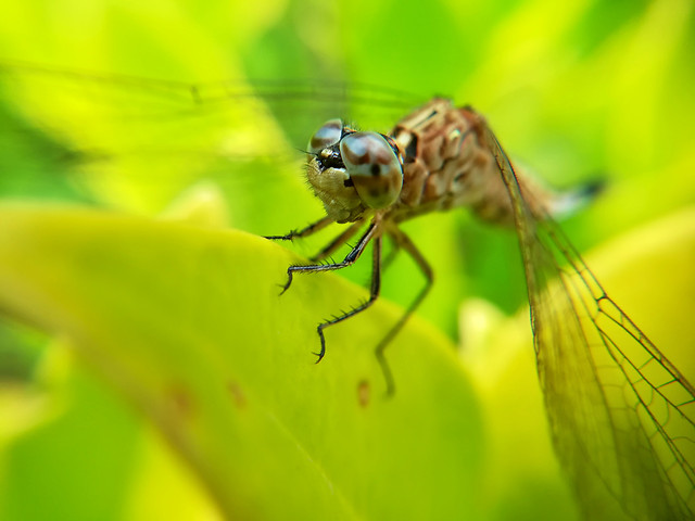 insect-nature-fly-leaf-dragonfly picture material