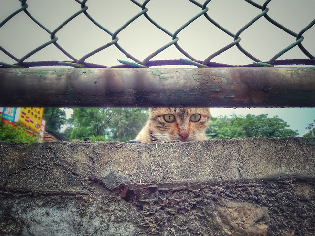 cage-fence-cat-animal-mammal picture material